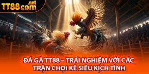 Sơ lược một số thông tin về đá gà TT88